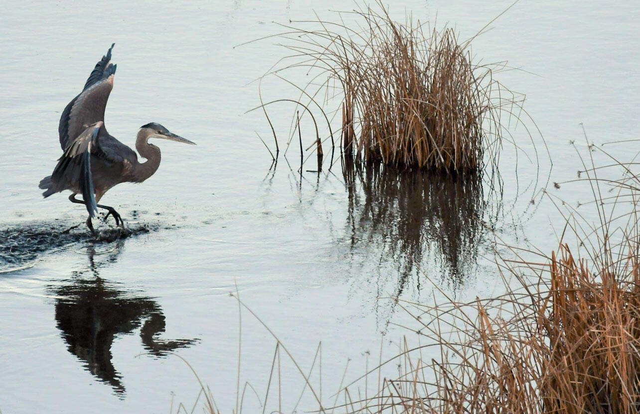 A Great Blue Heron walks in a wetland.