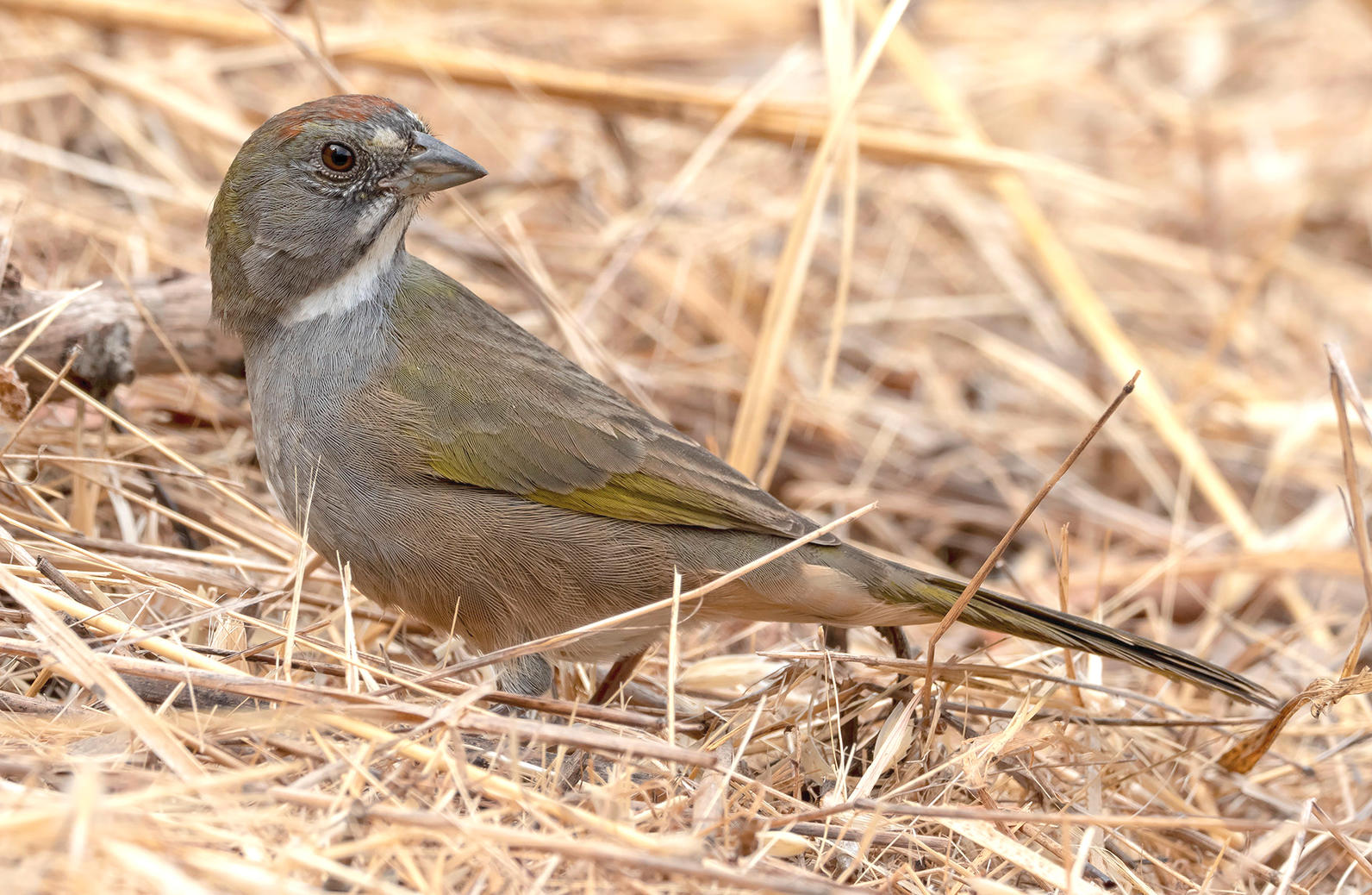 Green-tailed Towhee.