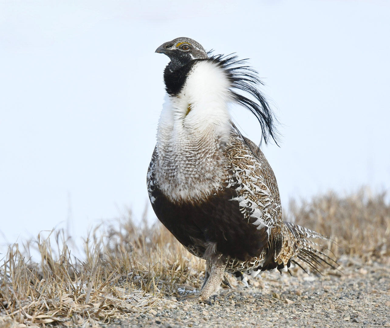 A stout brown and white bird stands in dry vegetation.