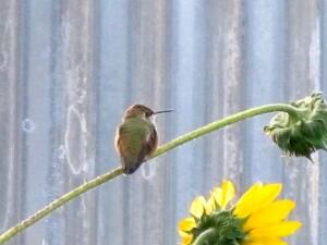 Broad-tailed Hummingbird on the stalk of a common sunflower.