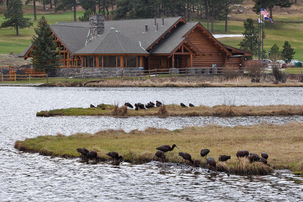 White-faced Ibises forage next to Evergreen Lake.