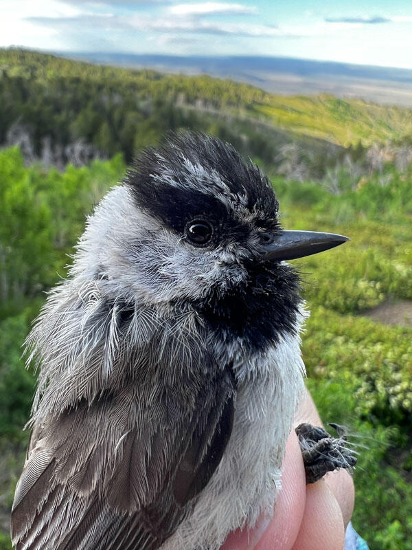 Closeup of a Mountain Chickadee being held at a banding station.