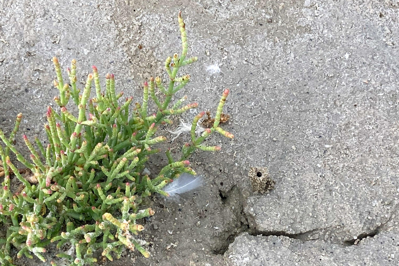 Pickleweed, a feather, and a tiger beetle burrow.