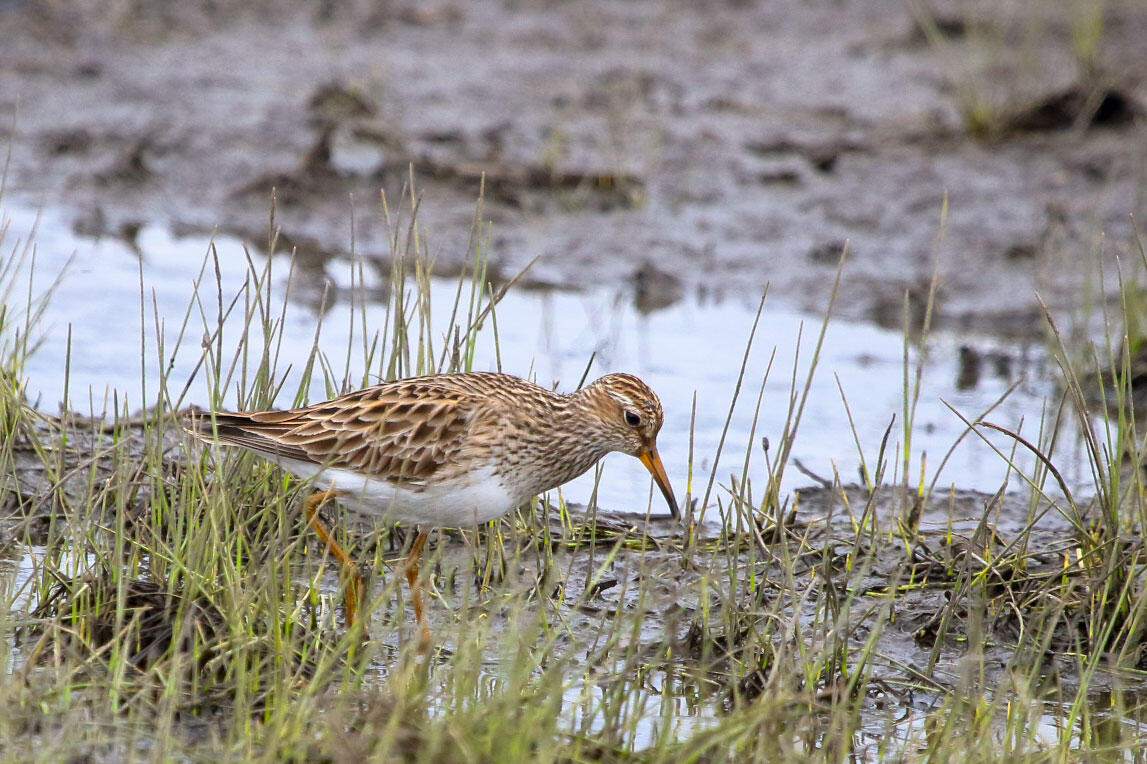 Pectoral Sandpiper foraging in a muddy wetland.