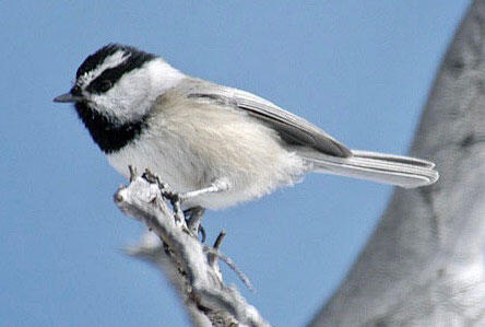 A Mountain Chickadee perches on a bare branch. Blue skies are in the background.