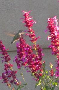 A hummingbird feeds on-the-wing on 'Ava' Agastache.