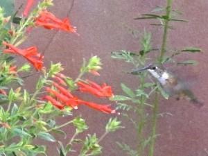 A female Black-chinned Hummingbird feeds on-the-wing on arizonica hummingbird trumpet.