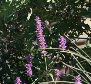 A hummingbird feeds on-the-wing on 'Blue Blazes' Agastache.
