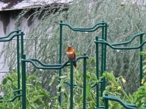 A male Rufous Hummingbird perched in the rain.