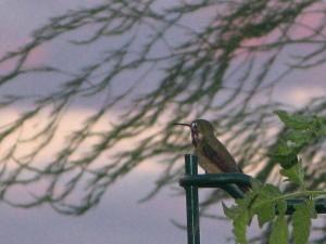 A male Calliope Hummingbird perched on a tomato cage.