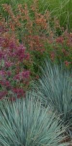 A garden with Ava, Sunset, and Sonoran Sunset Agastaches and blue avena grass.