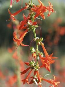 Scarlet gilia flowers.