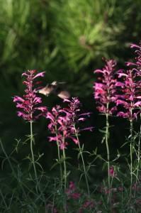 A hummingbird feeds on-the-wing on sunset hyssop.