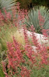 Blooming sunset hyssop plants.