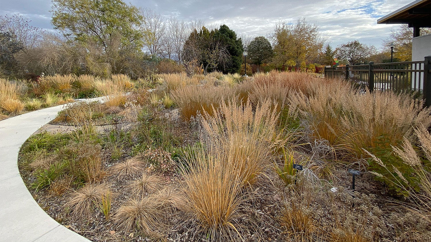 Ornamental grasses in a late fall yard landscape.