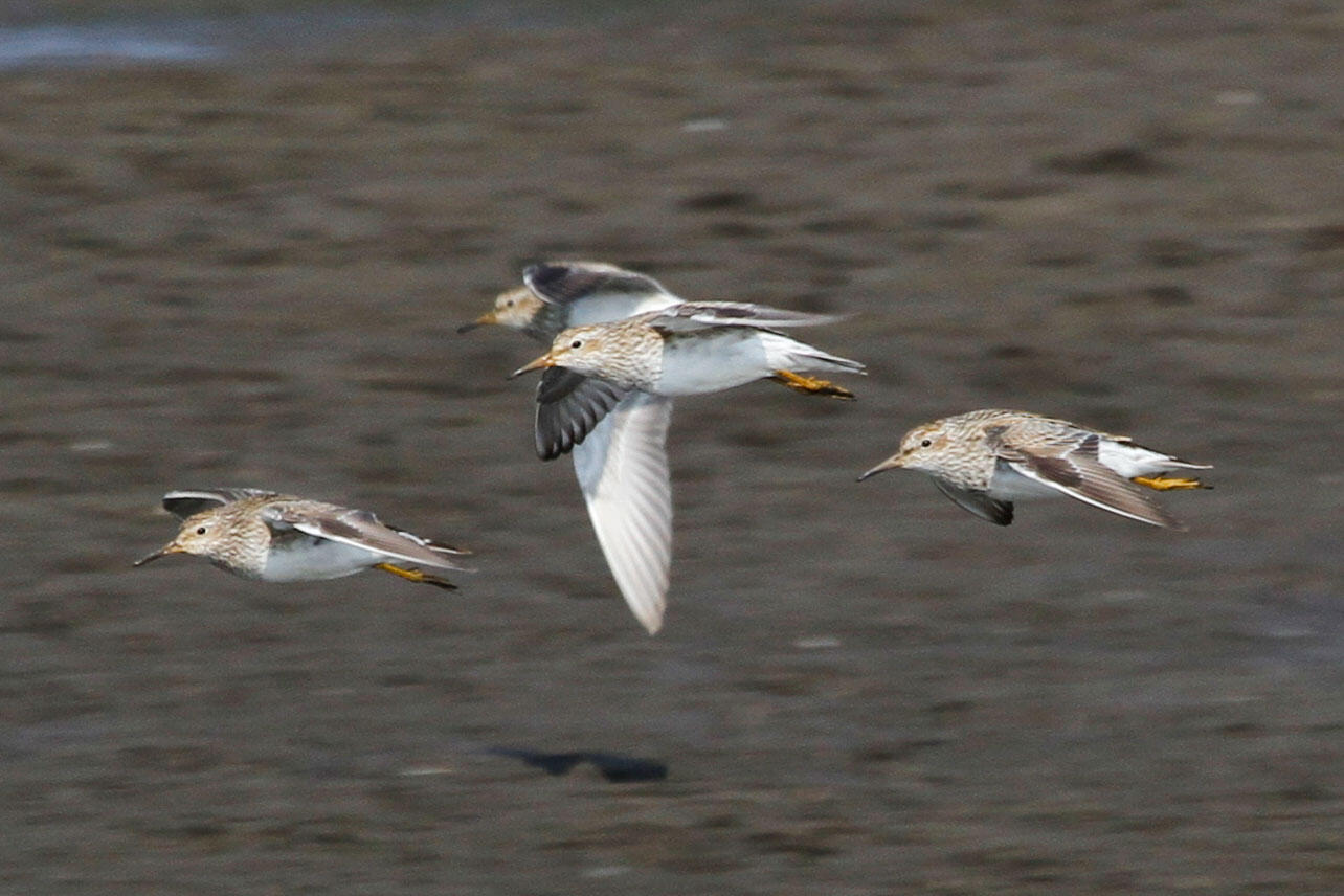 Four Pectoral Sandpipers in flight.