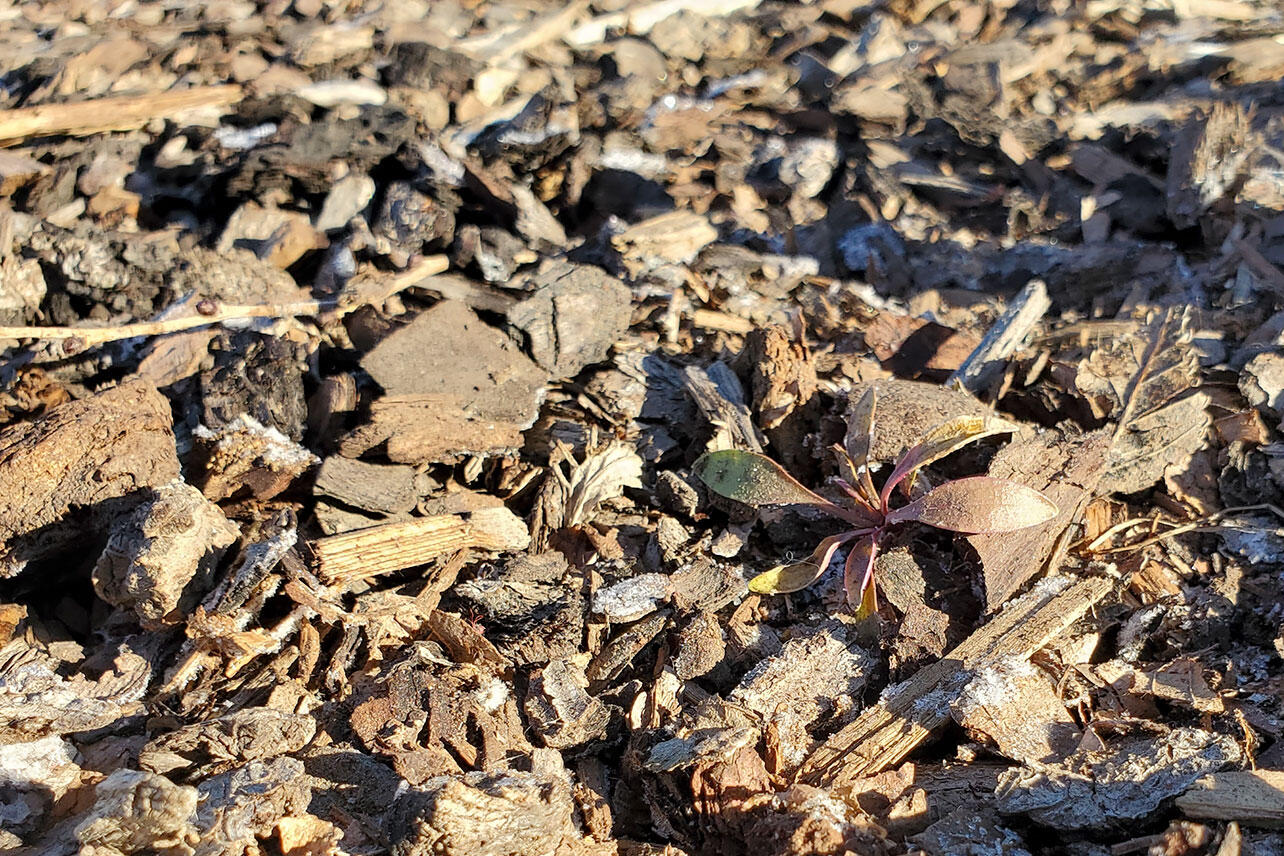 A seedling grows through woodchips.
