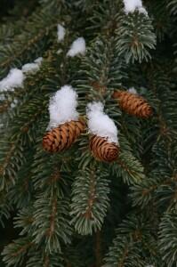 Close-up view of white spruce 'pendula' cones and needles.