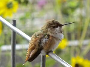A juvenile male Rufous Hummingbird fluffed up to stay warm.