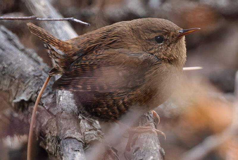 A Pacific Wren perches on a branch.