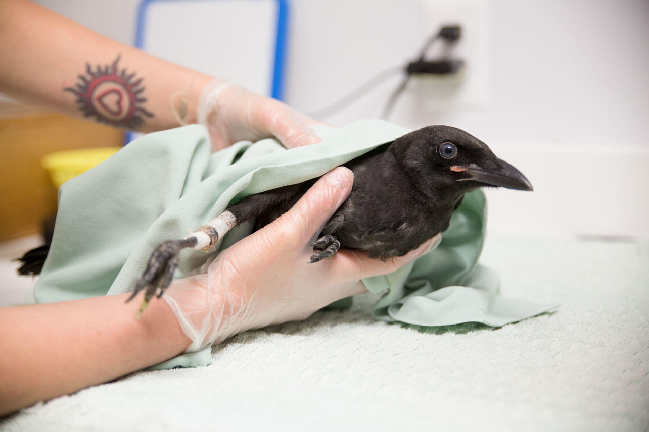 The Dos And Don’ts Of Helping Baby And Injured Birds | Audubon Rockies