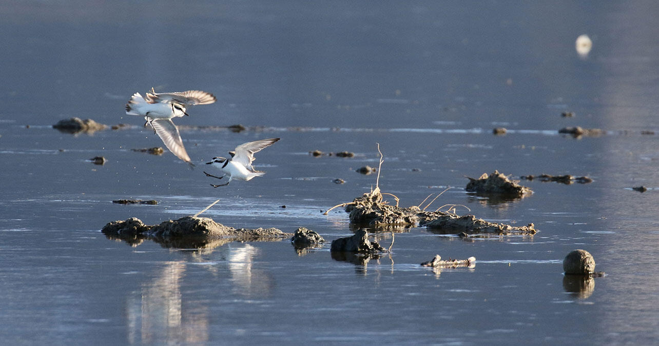 Two Snowy Plovers midair.