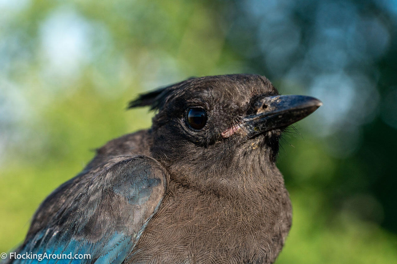 Closeup of a Steller's Jay.