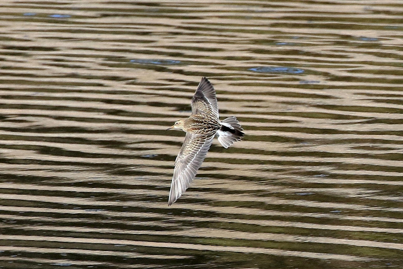 Pectoral Sandpiper flies over water. 