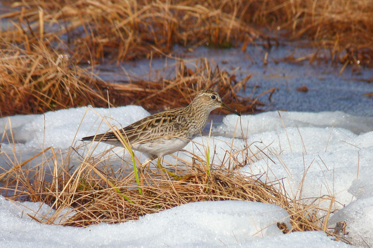 Pectoral Sandpiper in snowy tundra. 