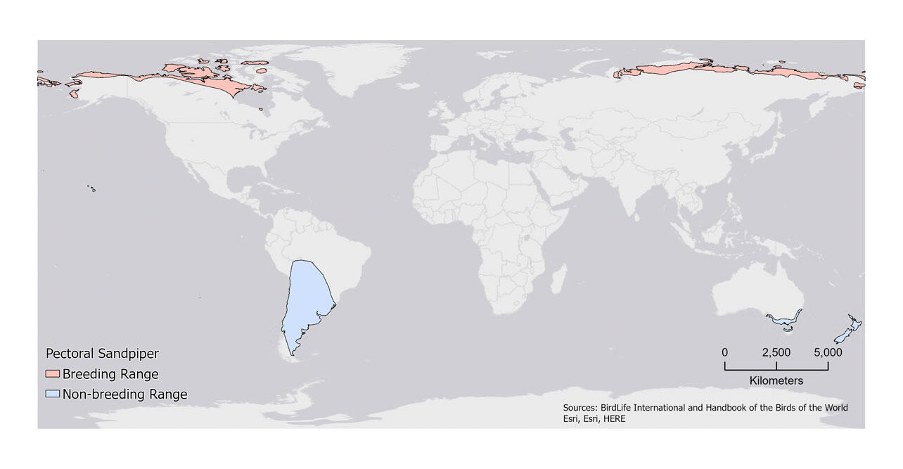 Pectoral Sandpiper Distribution Map.