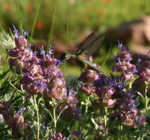 A female hummingbird drinks on the wing from Mojave sage flowers.