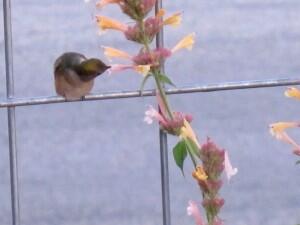 The hummingbird foraging for more nectar.