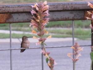 The little hummingbird perches to feed. Photo: Susan J. Tweit