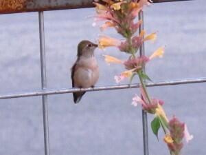 The hummingbird drinking agastache nectar: