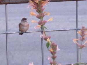 The hummingbird watching the aerial fights between the other hummingbirds.