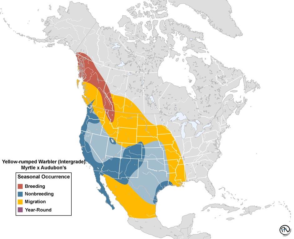Yellow-rumped Warbler (Intergrade) Range Map