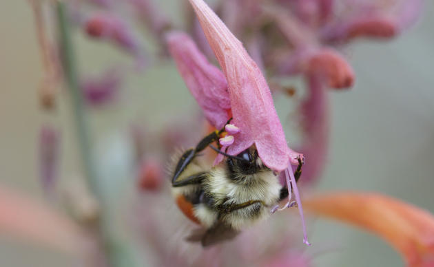 Design Considerations For A Successful Habitat Hero Garden | Audubon ...