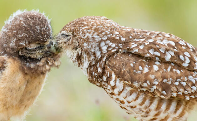 Support Bird Conservation | Audubon Rockies