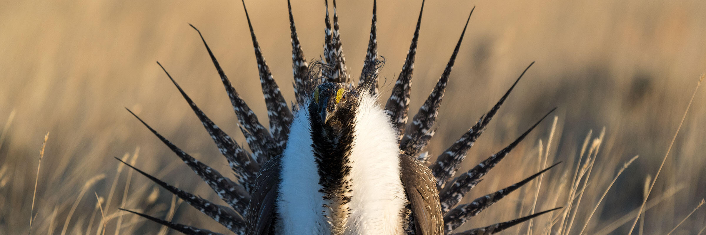 A Greater Sage-Grouse performing a courtship display.