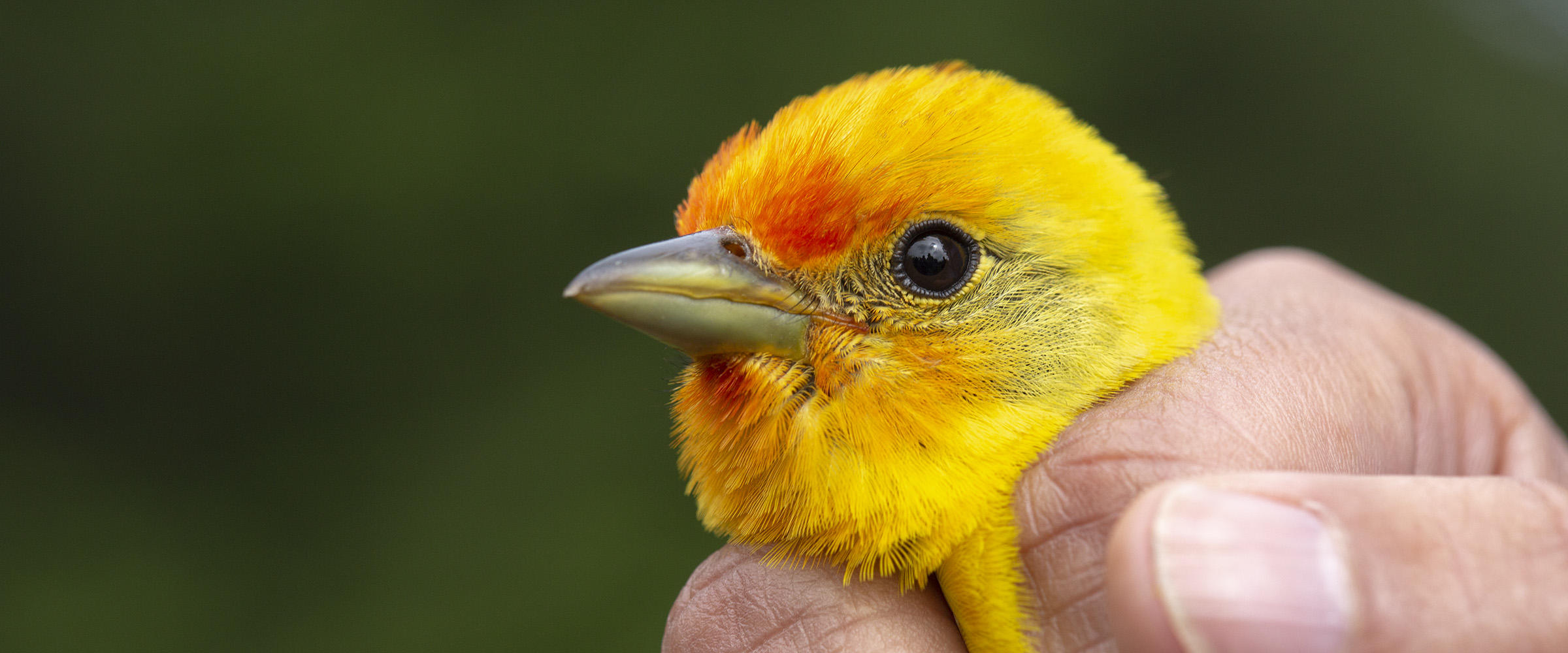 Bird Banding | Audubon Rockies