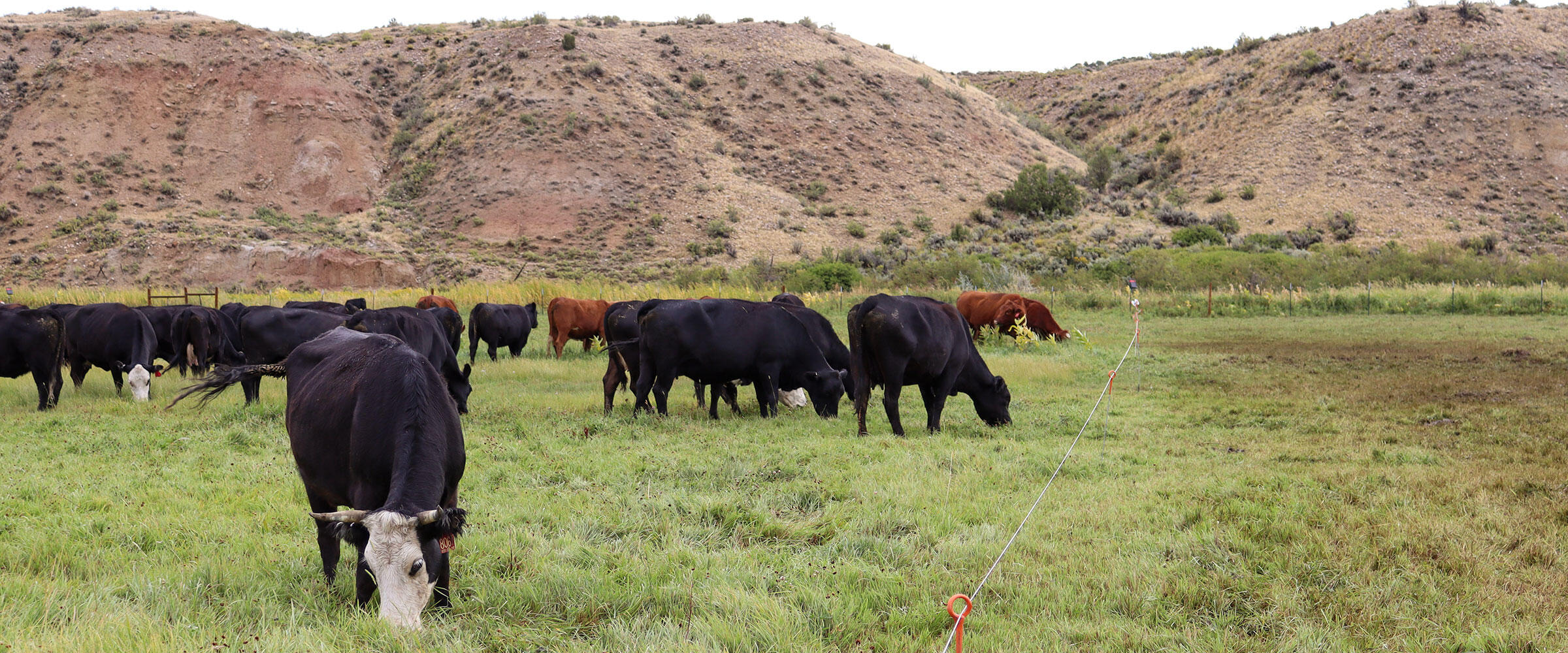 Cattle graze in a pasture below dry slopes.