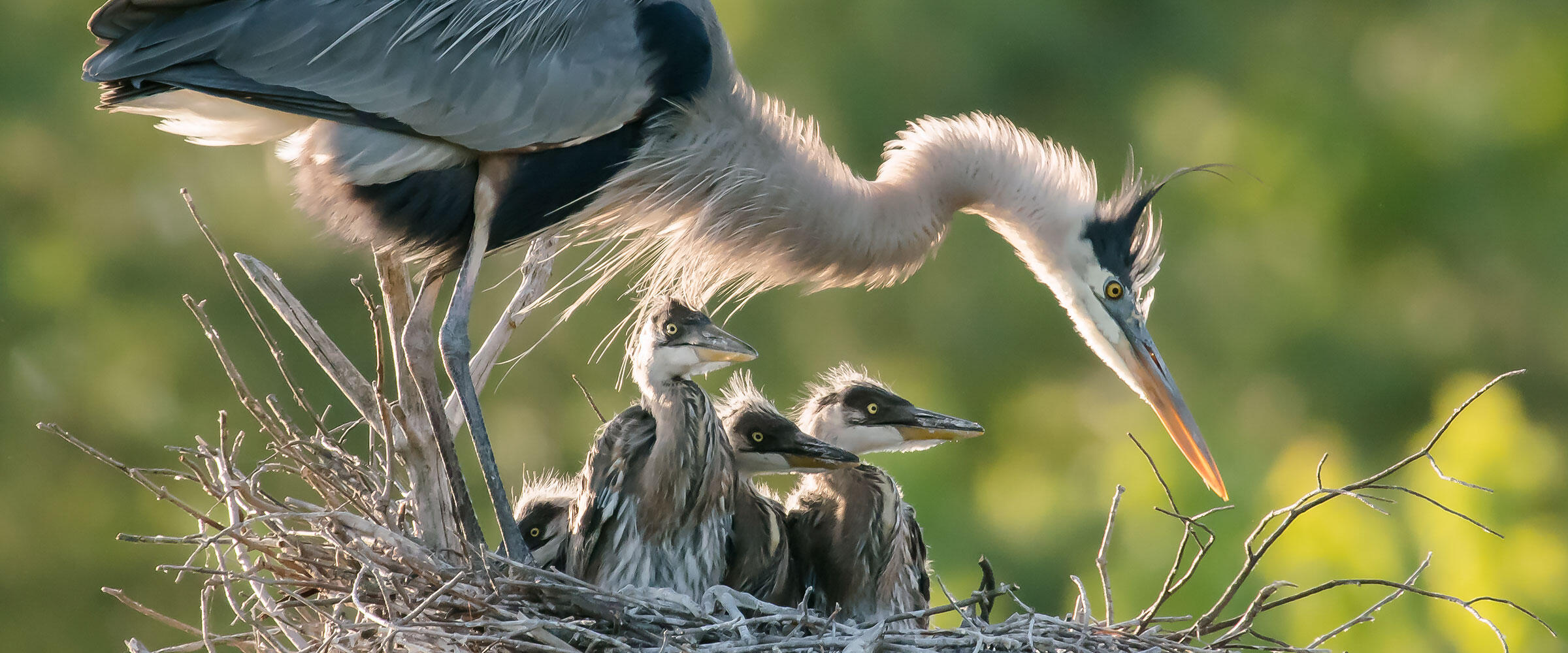 A Great Blue Heron stands over a nest with chicks. 