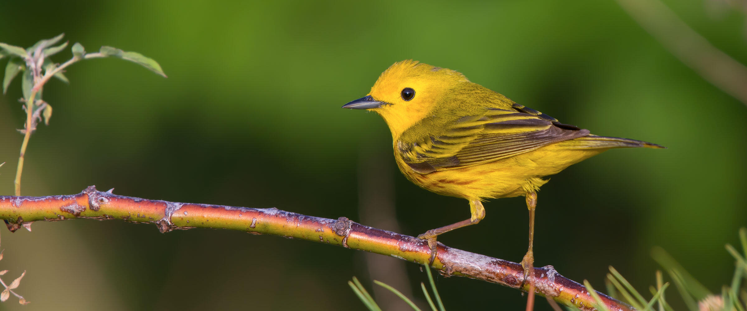 Yellow Warbler perched on a branch.