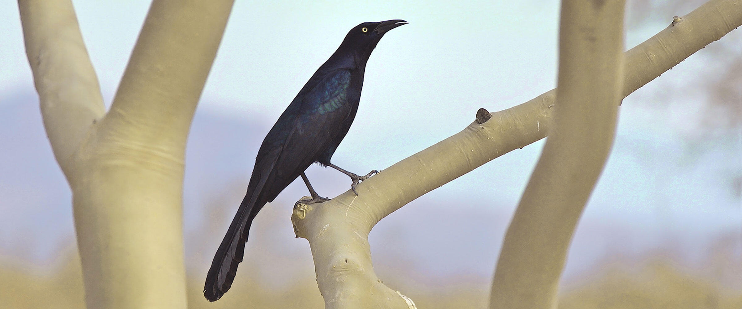 A Great-tailed Grackle perches in a tree.