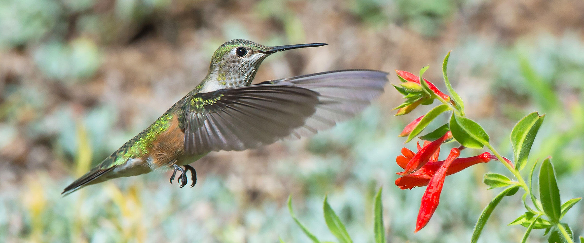 A female Broad-tailed Hummingbird hovers near red trumpet flowers.
