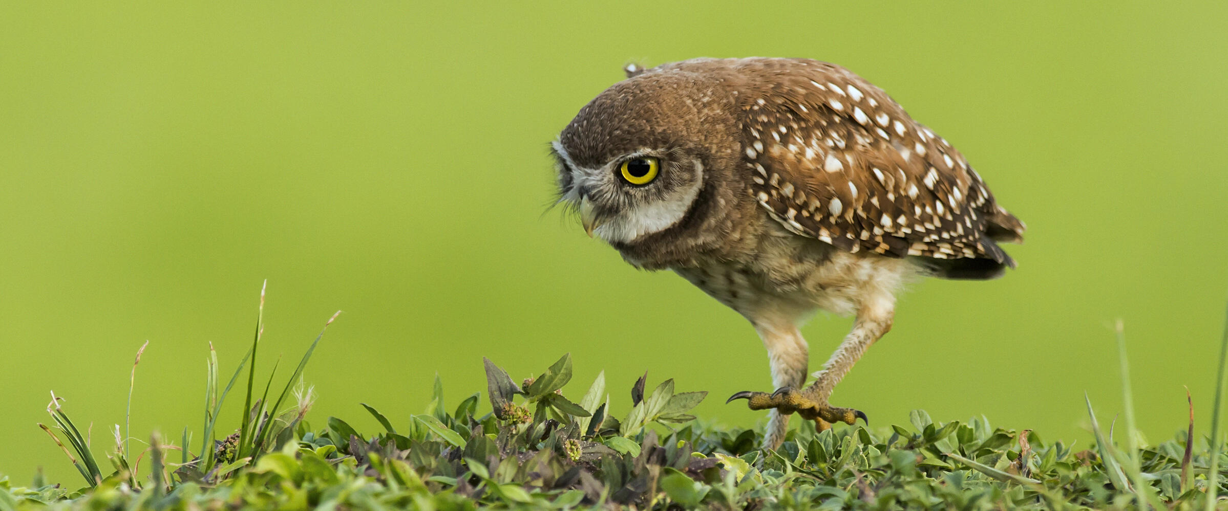 A Burrowing Owl walks on green vegetation.