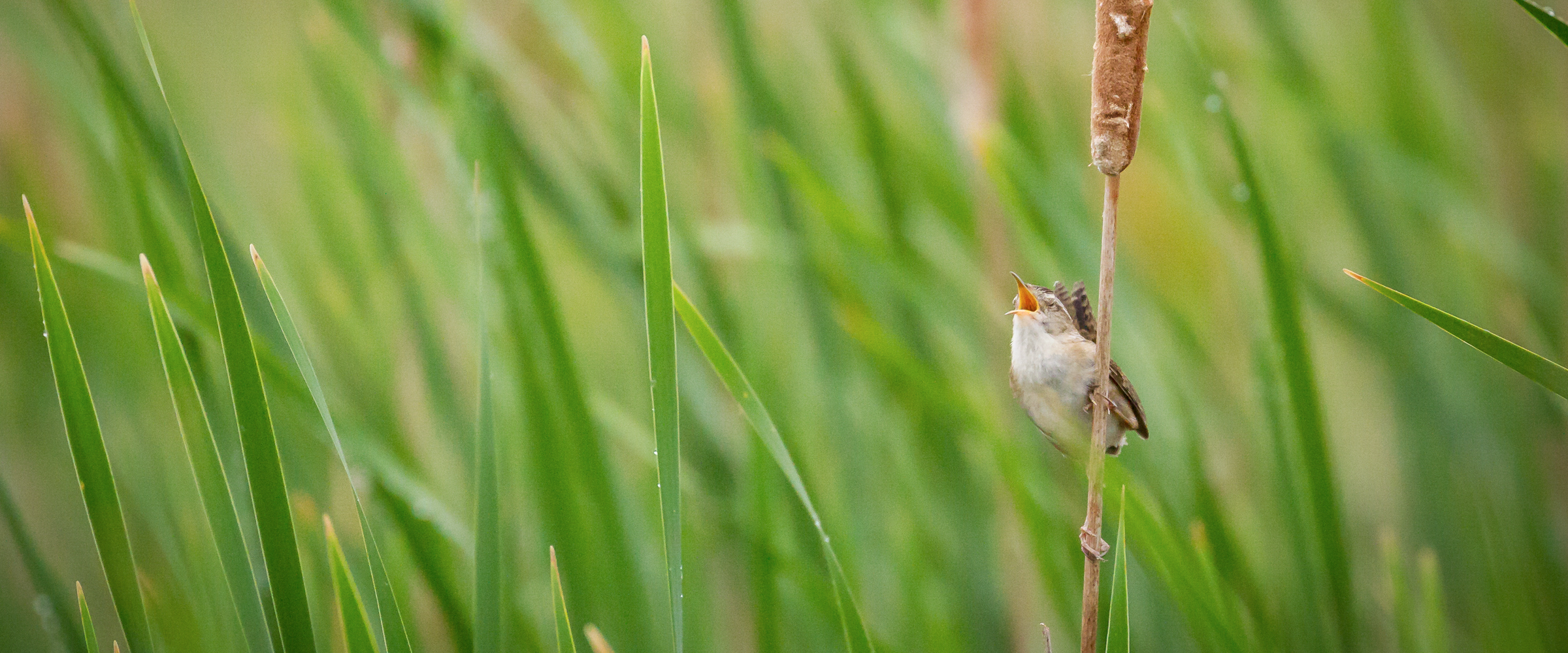 A Marsh Wren sings from a cattail.