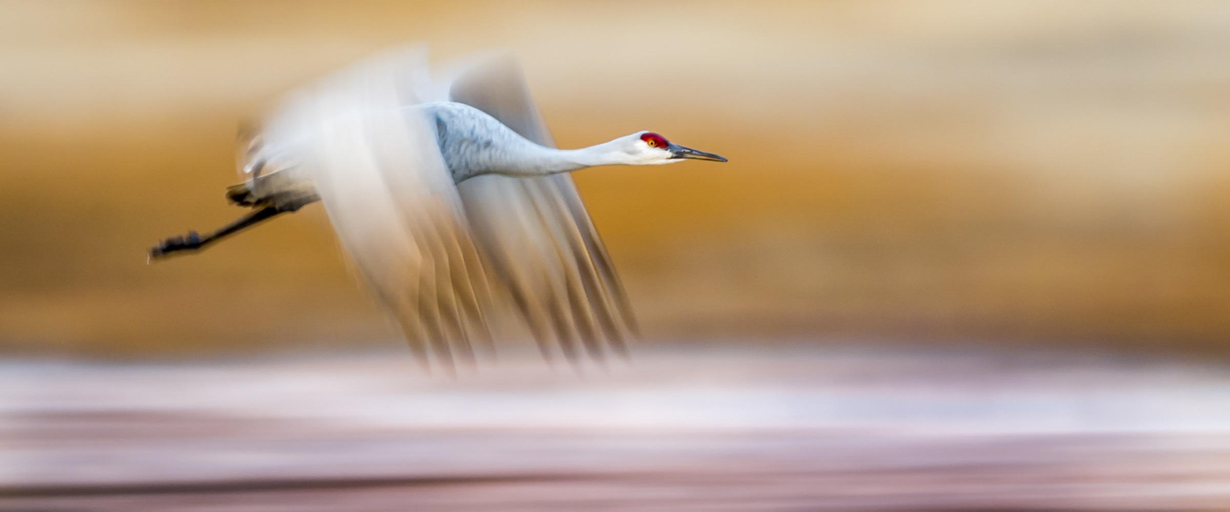 Audubon Rockies Sandhill Crane