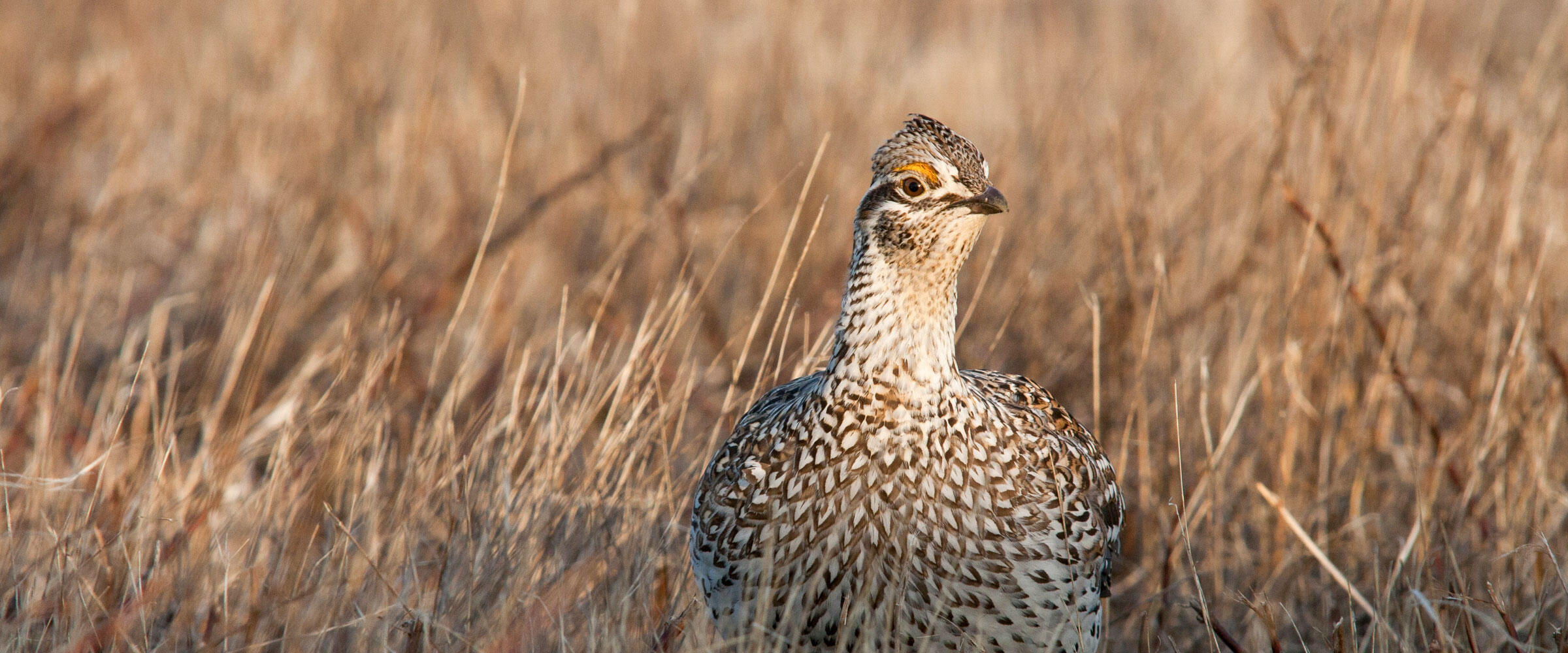 Sharp-tailed Grouse stands in a field.