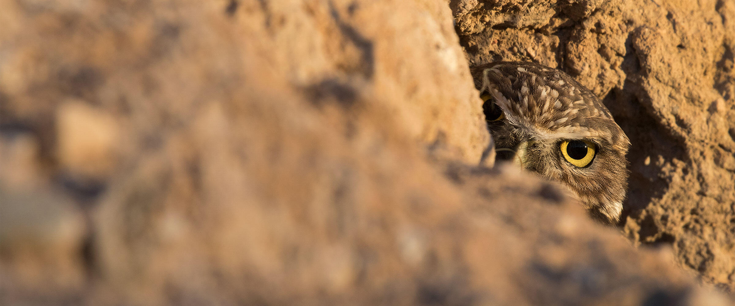 A Burrowing Owl peers out from its burrow.